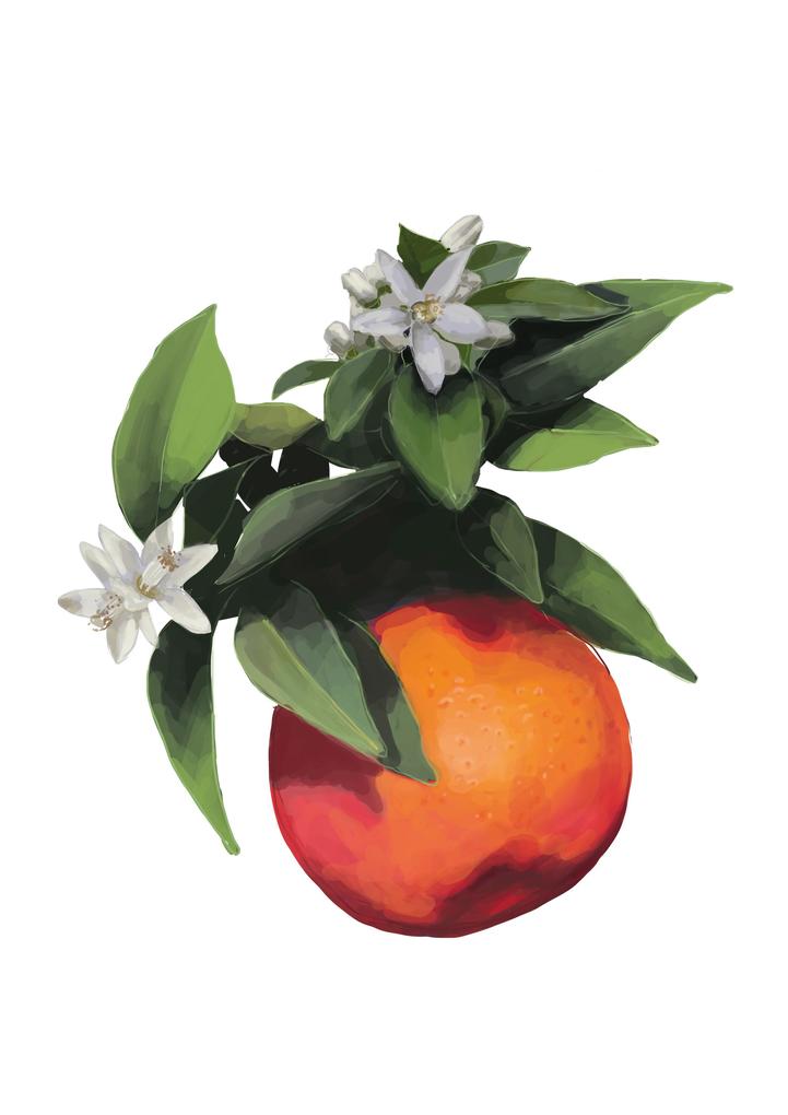 Weitere Ansicht: 50 Wiener Pflanzen und ihre Geschichte | Birgit Lahner