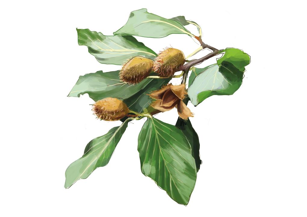 Weitere Ansicht: 50 Wiener Pflanzen und ihre Geschichte | Birgit Lahner