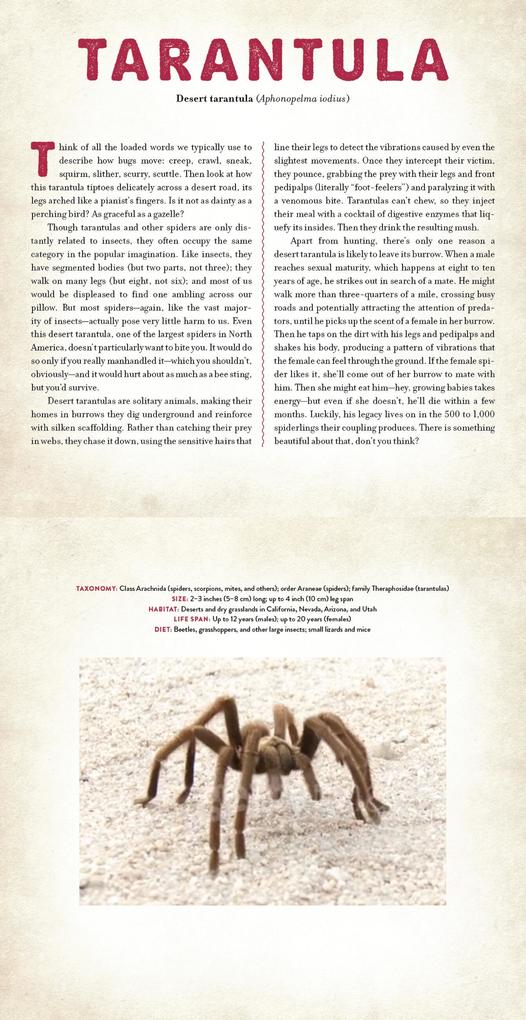 Weitere Ansicht: Bugs | Dan Kainen, Mara Grunbaum