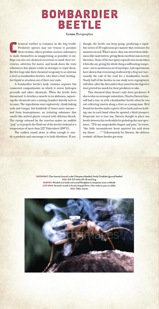 Weitere Ansicht: Bugs | Dan Kainen, Mara Grunbaum