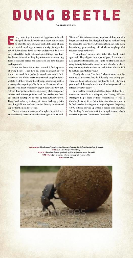 Weitere Ansicht: Bugs | Dan Kainen, Mara Grunbaum