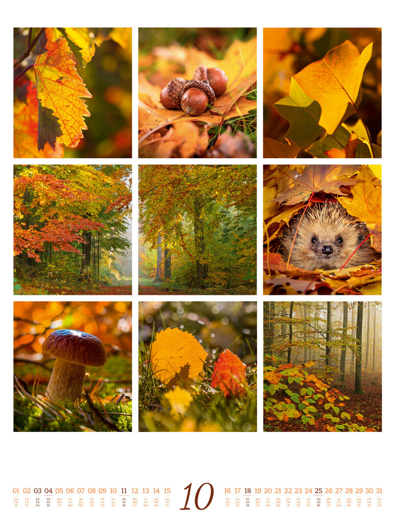 Weitere Ansicht: Inspiration Natur Kalender 2026 | Ackermann Kunstverlag GmbH