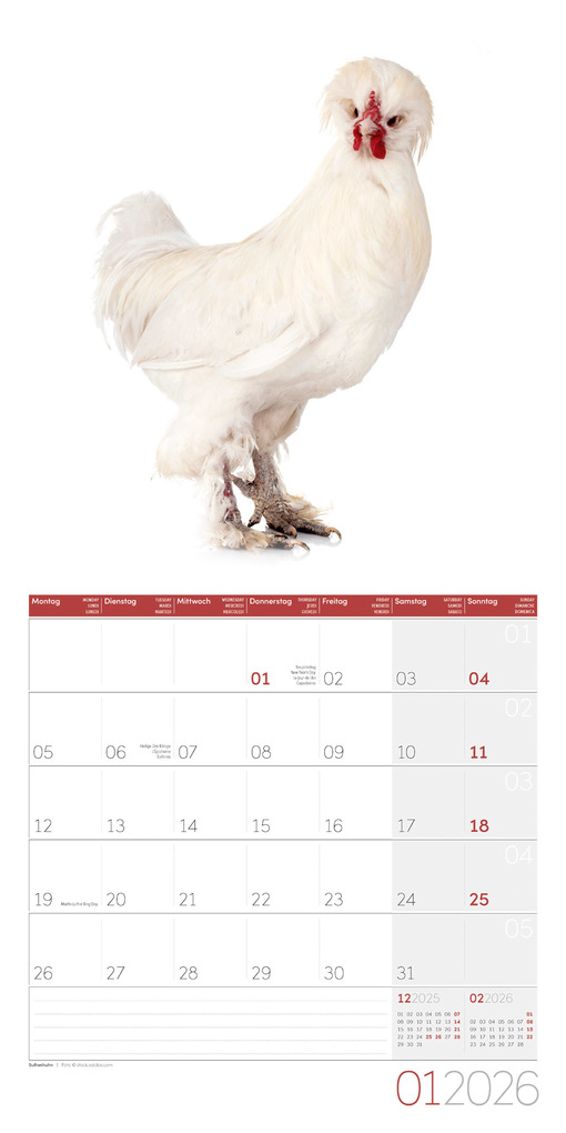 Weitere Ansicht: Verrückte Hühner Broschürenkalender 2026 - 30x30 - Art12 | Ackermann Kunstverlag GmbH