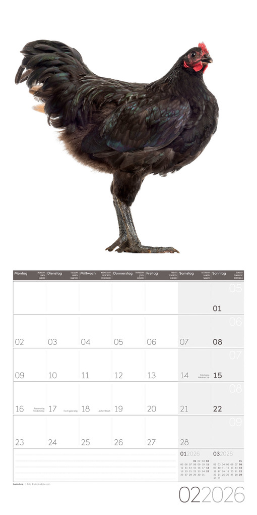 Weitere Ansicht: Verrückte Hühner Broschürenkalender 2026 - 30x30 - Art12 | Ackermann Kunstverlag GmbH