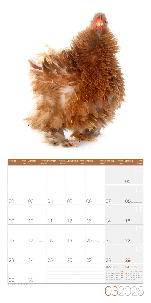 Weitere Ansicht: Verrückte Hühner Broschürenkalender 2026 - 30x30 - Art12 | Ackermann Kunstverlag GmbH