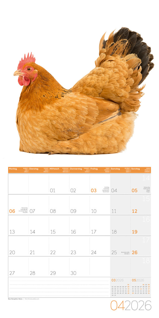 Weitere Ansicht: Verrückte Hühner Broschürenkalender 2026 - 30x30 - Art12 | Ackermann Kunstverlag GmbH