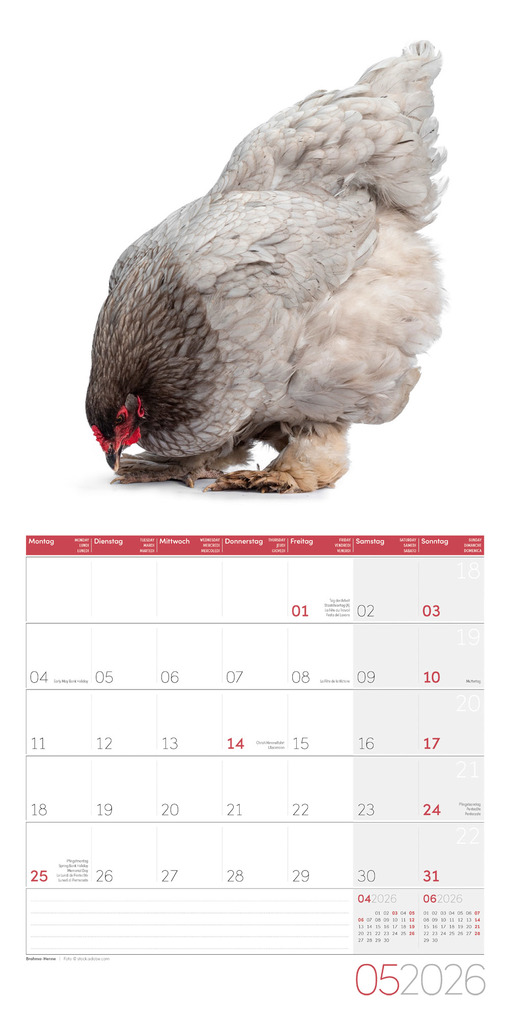 Weitere Ansicht: Verrückte Hühner Broschürenkalender 2026 - 30x30 - Art12 | Ackermann Kunstverlag GmbH