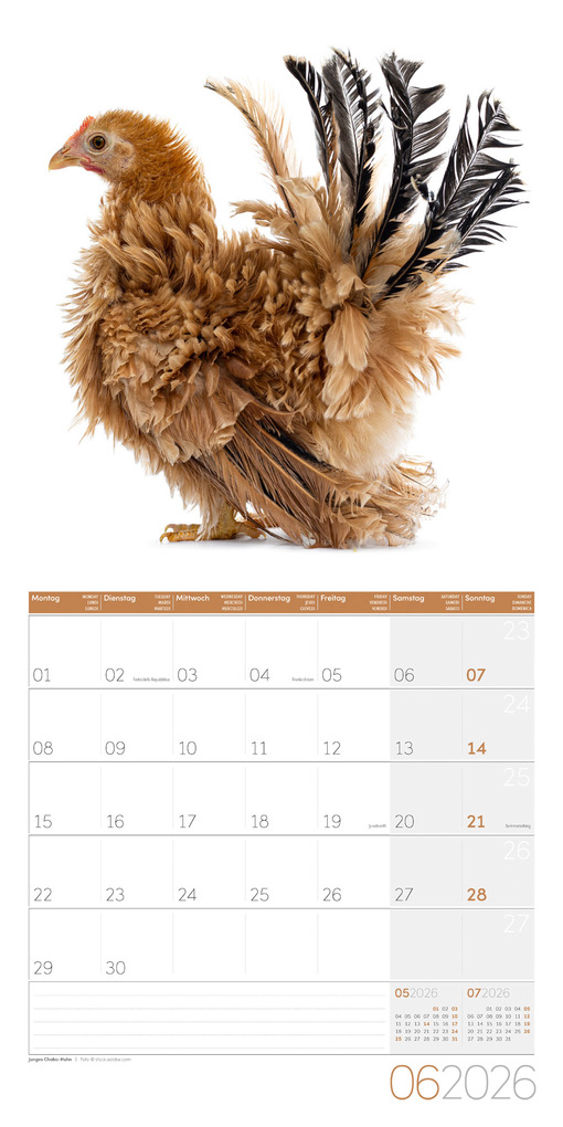 Weitere Ansicht: Verrückte Hühner Broschürenkalender 2026 - 30x30 - Art12 | Ackermann Kunstverlag GmbH