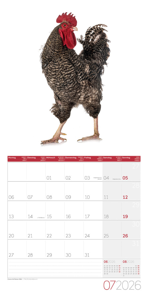 Weitere Ansicht: Verrückte Hühner Broschürenkalender 2026 - 30x30 - Art12 | Ackermann Kunstverlag GmbH