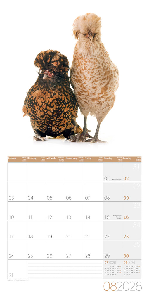 Weitere Ansicht: Verrückte Hühner Broschürenkalender 2026 - 30x30 - Art12 | Ackermann Kunstverlag GmbH