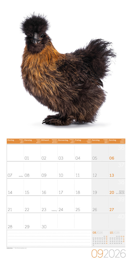 Weitere Ansicht: Verrückte Hühner Broschürenkalender 2026 - 30x30 - Art12 | Ackermann Kunstverlag GmbH