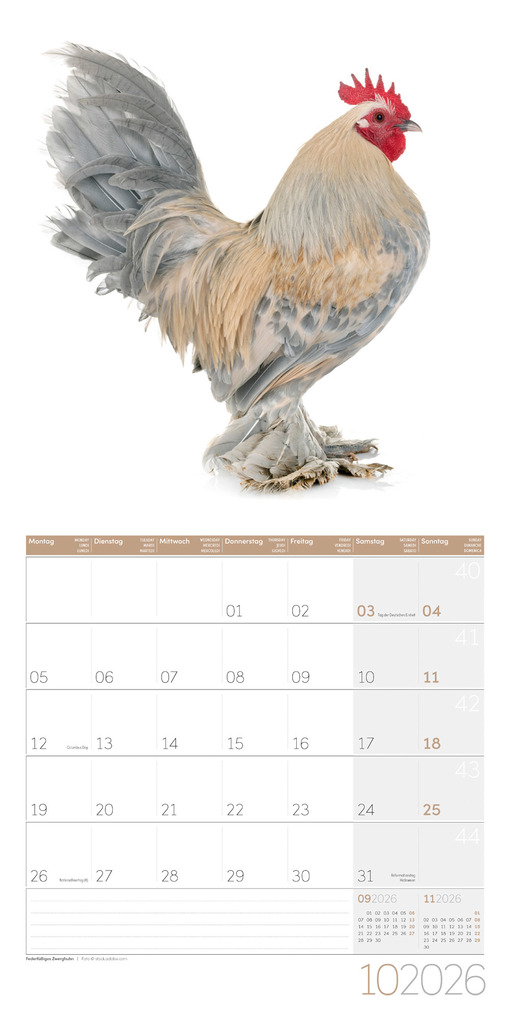 Weitere Ansicht: Verrückte Hühner Broschürenkalender 2026 - 30x30 - Art12 | Ackermann Kunstverlag GmbH