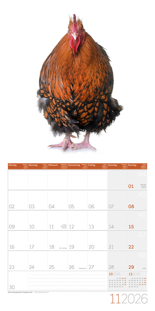 Weitere Ansicht: Verrückte Hühner Broschürenkalender 2026 - 30x30 - Art12 | Ackermann Kunstverlag GmbH