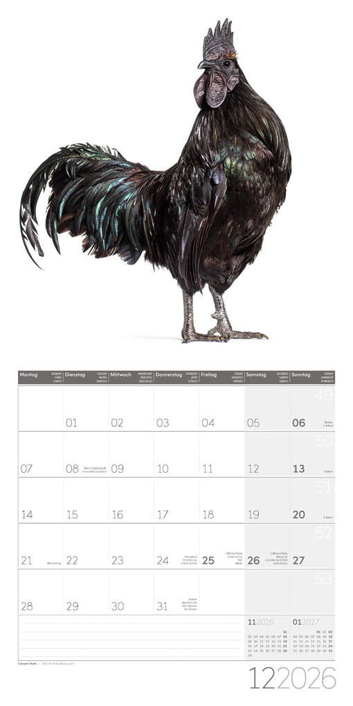 Weitere Ansicht: Verrückte Hühner Broschürenkalender 2026 - 30x30 - Art12 | Ackermann Kunstverlag GmbH