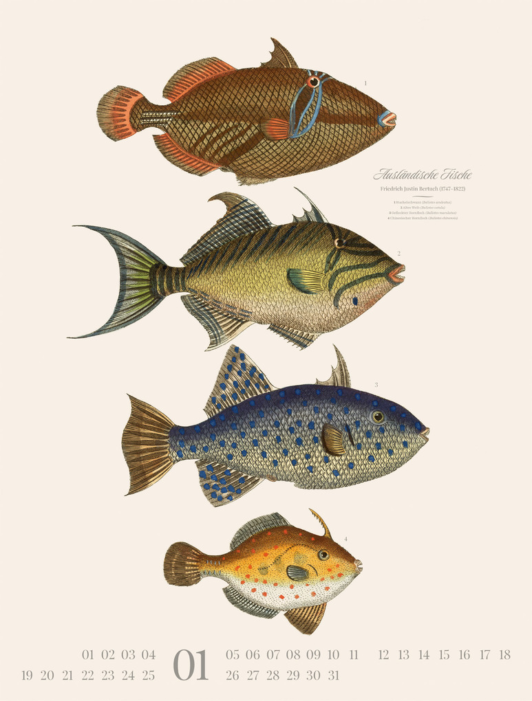 Weitere Ansicht: Fische Kalender 2026 | Friedrich Justin Bertuch, Ackermann Kunstverlag GmbH