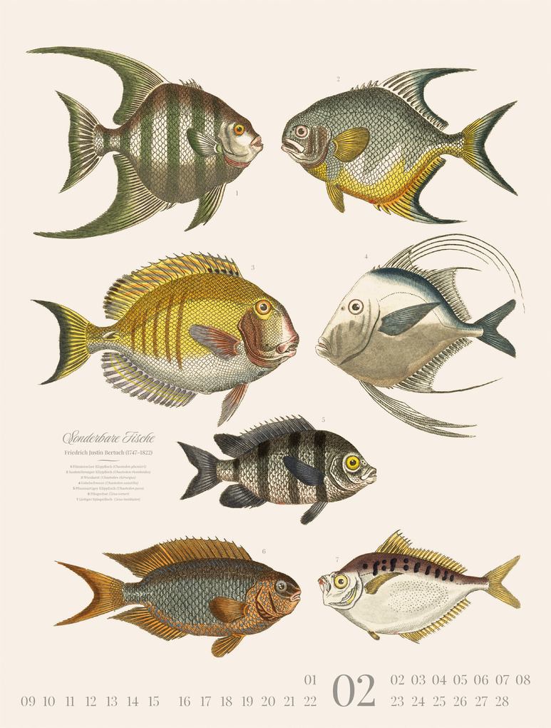 Weitere Ansicht: Fische Kalender 2026 | Friedrich Justin Bertuch, Ackermann Kunstverlag GmbH