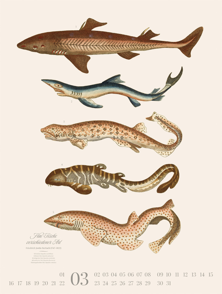 Weitere Ansicht: Fische Kalender 2026 | Friedrich Justin Bertuch, Ackermann Kunstverlag GmbH