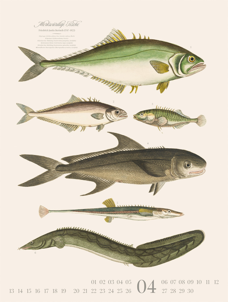 Weitere Ansicht: Fische Kalender 2026 | Friedrich Justin Bertuch, Ackermann Kunstverlag GmbH
