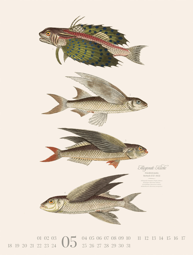 Weitere Ansicht: Fische Kalender 2026 | Friedrich Justin Bertuch, Ackermann Kunstverlag GmbH
