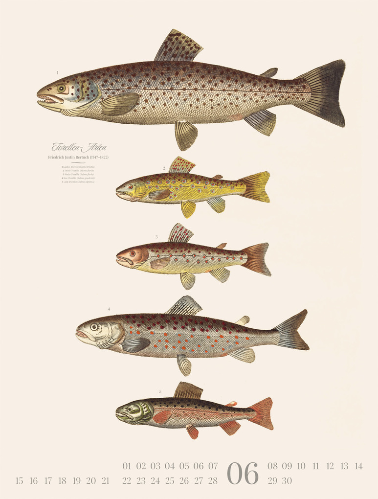 Weitere Ansicht: Fische Kalender 2026 | Friedrich Justin Bertuch, Ackermann Kunstverlag GmbH