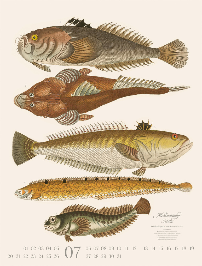 Weitere Ansicht: Fische Kalender 2026 | Friedrich Justin Bertuch, Ackermann Kunstverlag GmbH
