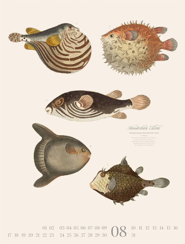 Weitere Ansicht: Fische Kalender 2026 | Friedrich Justin Bertuch, Ackermann Kunstverlag GmbH