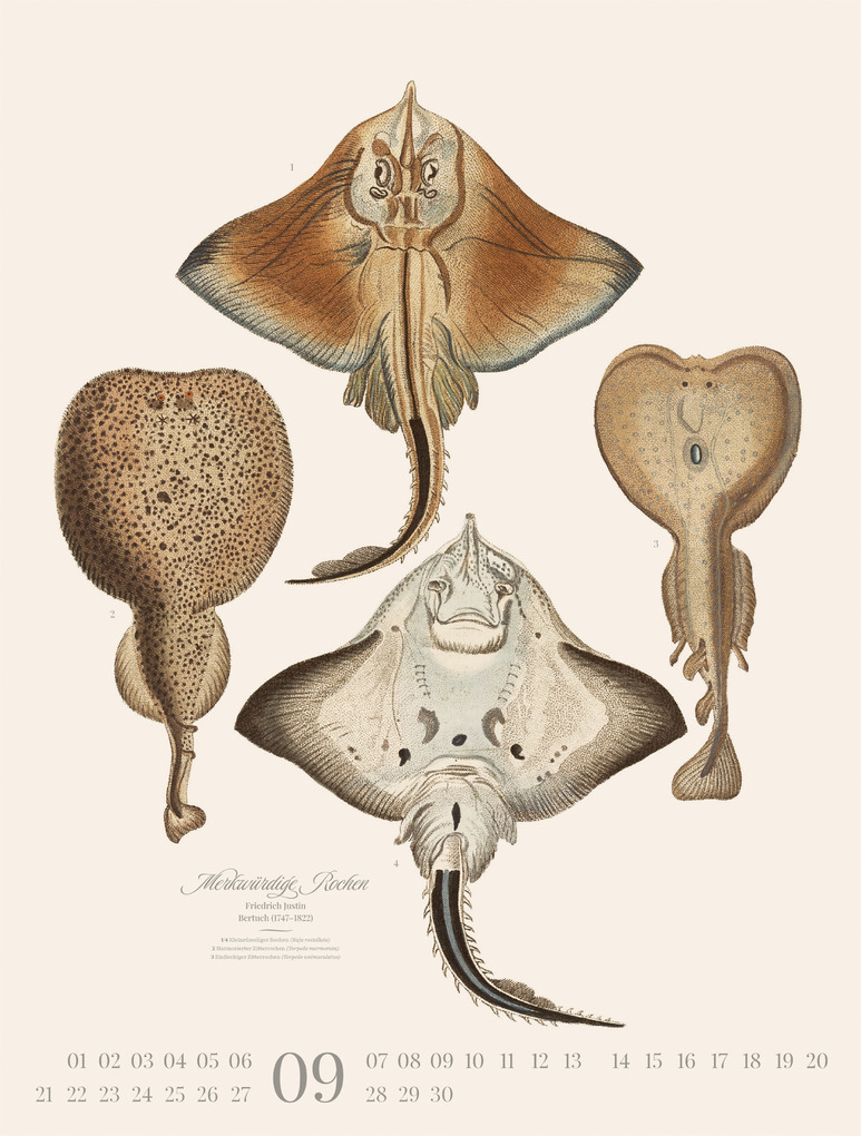 Weitere Ansicht: Fische Kalender 2026 | Friedrich Justin Bertuch, Ackermann Kunstverlag GmbH