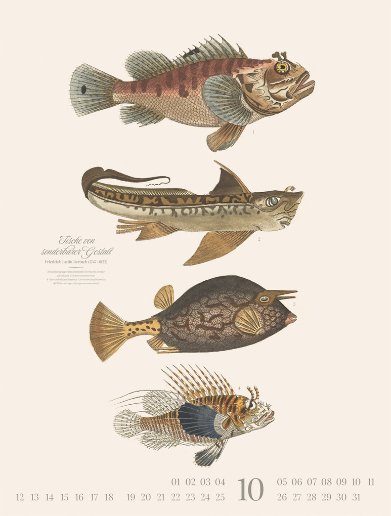 Weitere Ansicht: Fische Kalender 2026 | Friedrich Justin Bertuch, Ackermann Kunstverlag GmbH