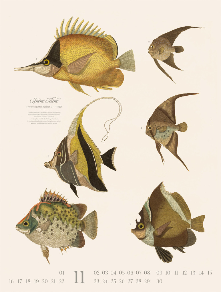 Weitere Ansicht: Fische Kalender 2026 | Friedrich Justin Bertuch, Ackermann Kunstverlag GmbH