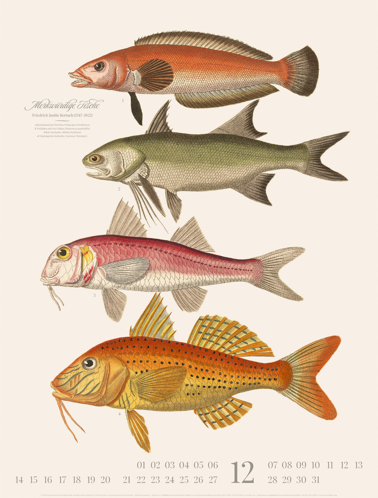Weitere Ansicht: Fische Kalender 2026 | Friedrich Justin Bertuch, Ackermann Kunstverlag GmbH