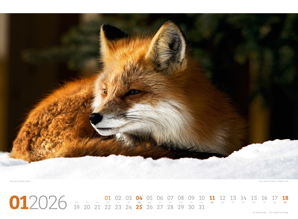Weitere Ansicht: Tierwelt Wald Kalender 2026