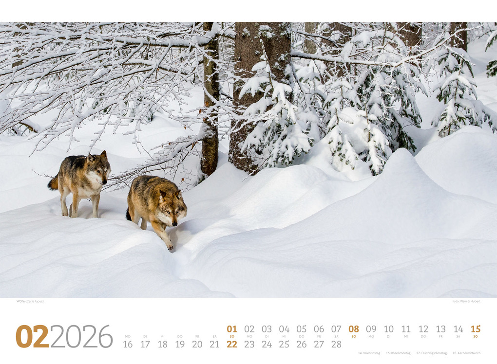 Weitere Ansicht: Tierwelt Wald Kalender 2026