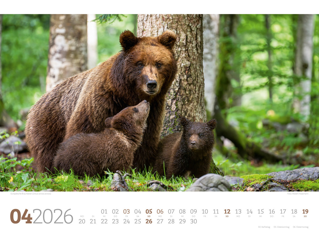 Weitere Ansicht: Tierwelt Wald Kalender 2026