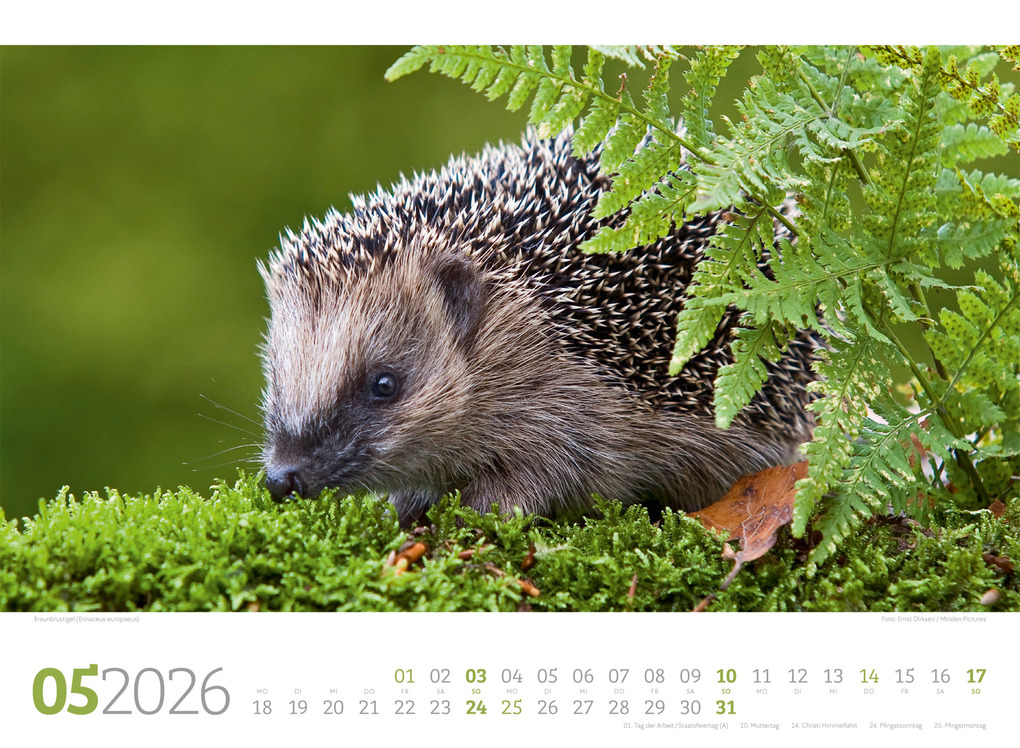 Weitere Ansicht: Tierwelt Wald Kalender 2026