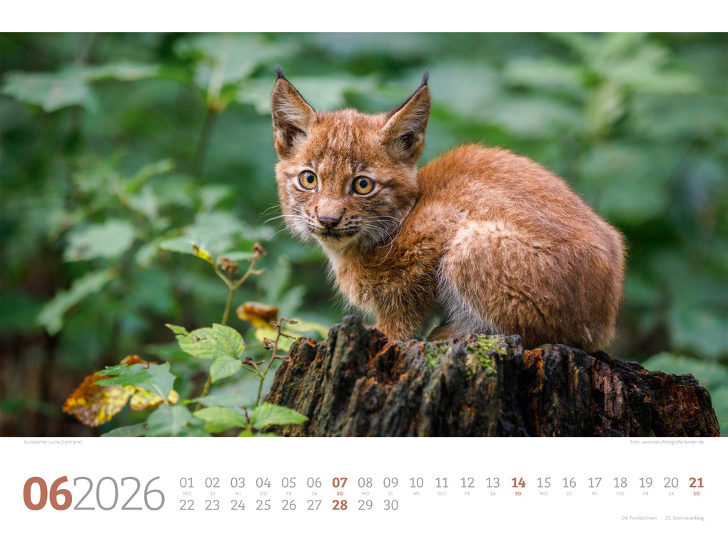 Weitere Ansicht: Tierwelt Wald Kalender 2026