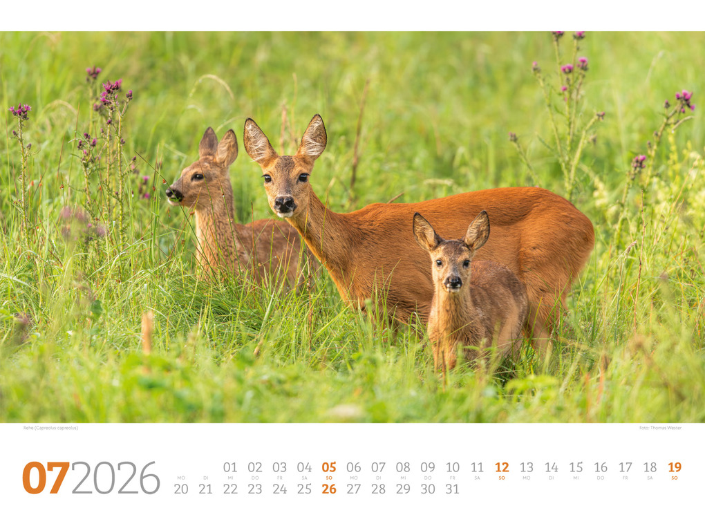 Weitere Ansicht: Tierwelt Wald Kalender 2026