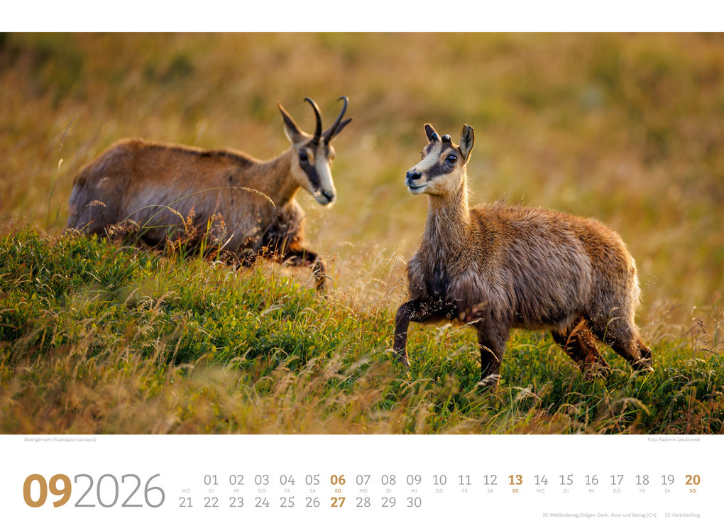 Weitere Ansicht: Tierwelt Wald Kalender 2026