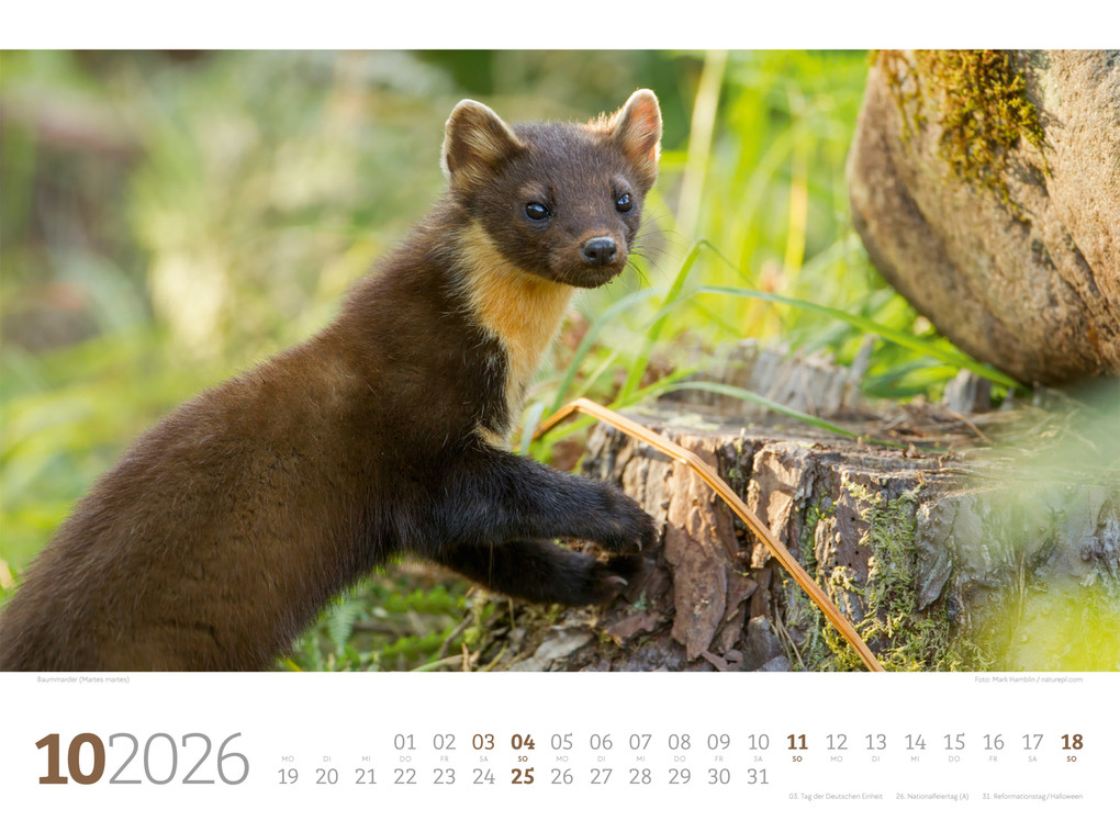 Weitere Ansicht: Tierwelt Wald Kalender 2026