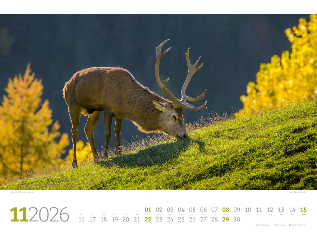 Weitere Ansicht: Tierwelt Wald Kalender 2026