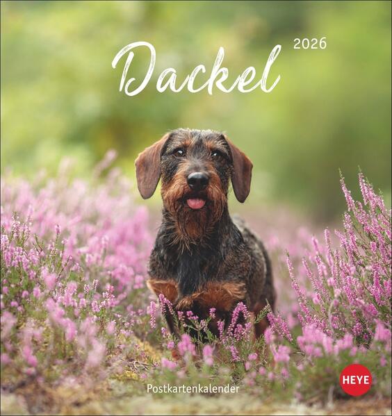 Produktbild: Dackel Postkartenkalender 2026