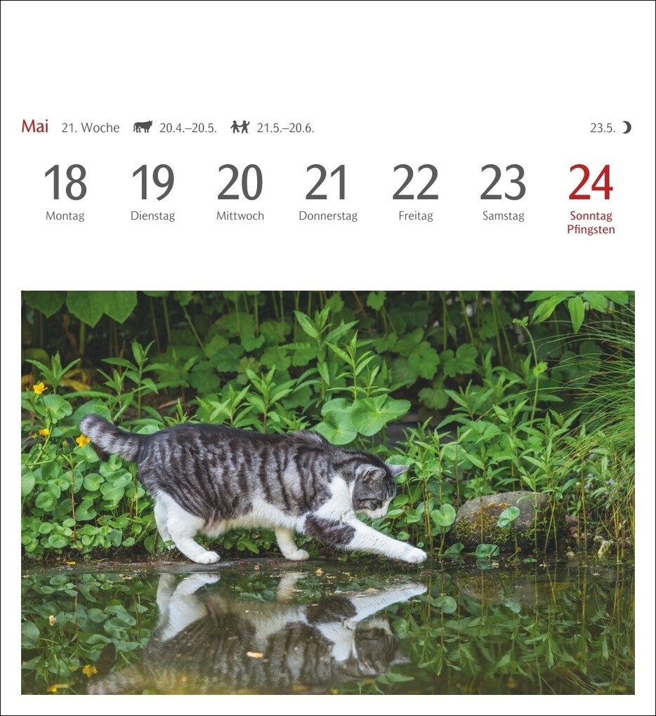 Weitere Ansicht: Katzen Postkartenkalender 2026 - Wochenkalender mit 53 Postkarten
