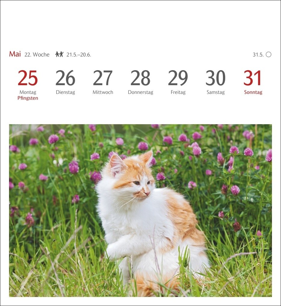 Weitere Ansicht: Katzen Postkartenkalender 2026 - Wochenkalender mit 53 Postkarten