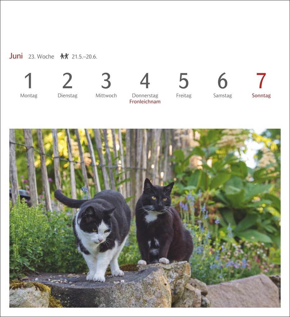 Weitere Ansicht: Katzen Postkartenkalender 2026 - Wochenkalender mit 53 Postkarten