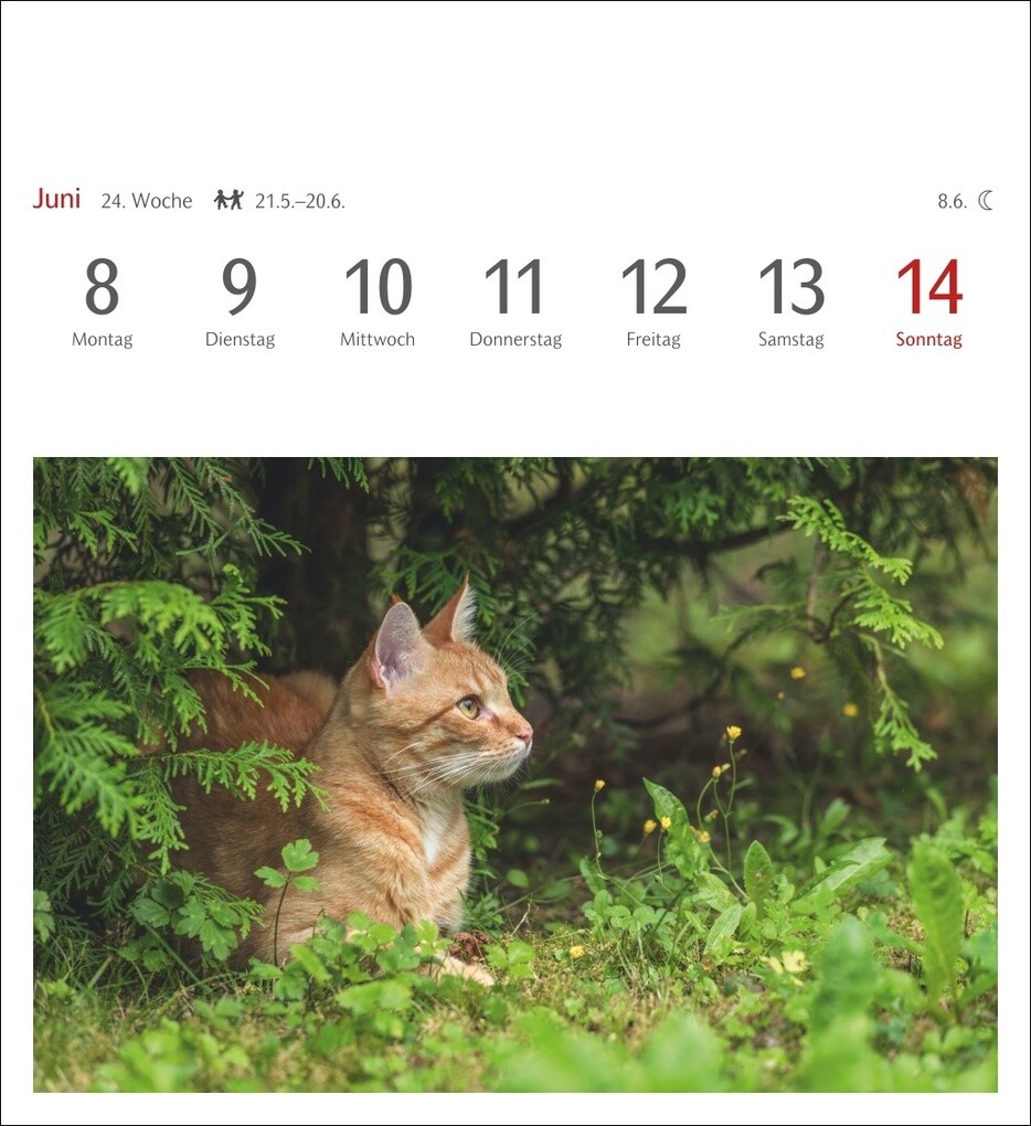 Weitere Ansicht: Katzen Postkartenkalender 2026 - Wochenkalender mit 53 Postkarten