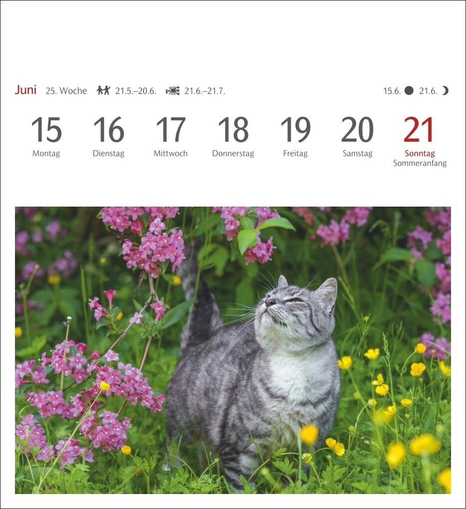 Weitere Ansicht: Katzen Postkartenkalender 2026 - Wochenkalender mit 53 Postkarten