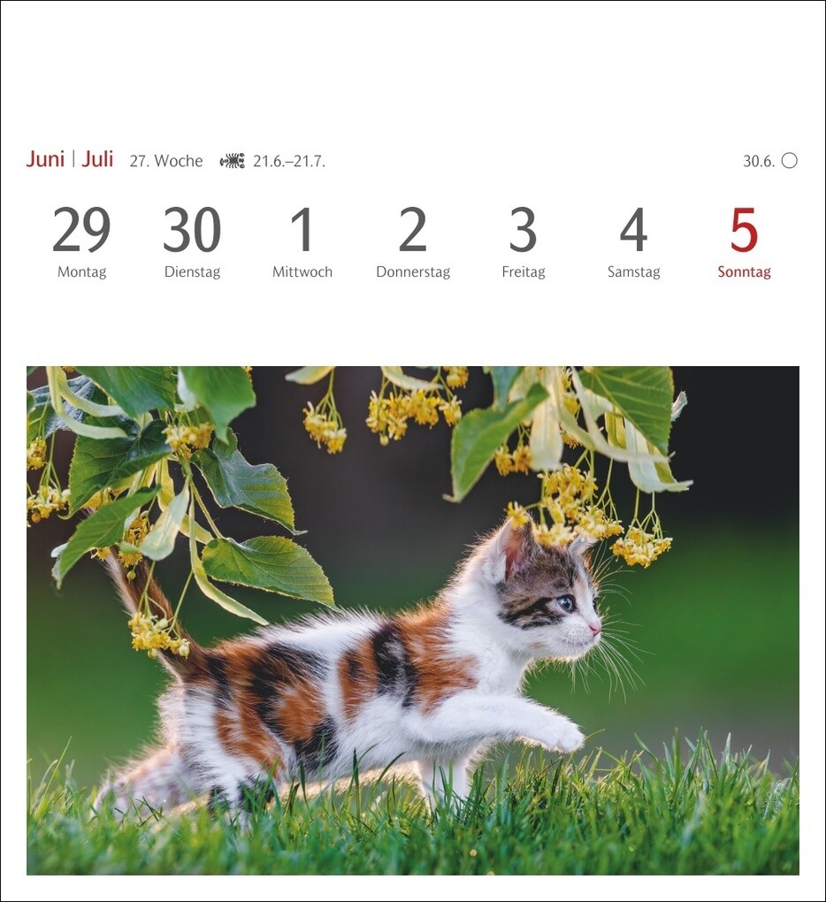Weitere Ansicht: Katzen Postkartenkalender 2026 - Wochenkalender mit 53 Postkarten
