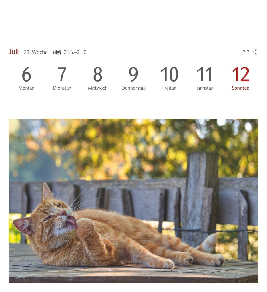 Weitere Ansicht: Katzen Postkartenkalender 2026 - Wochenkalender mit 53 Postkarten