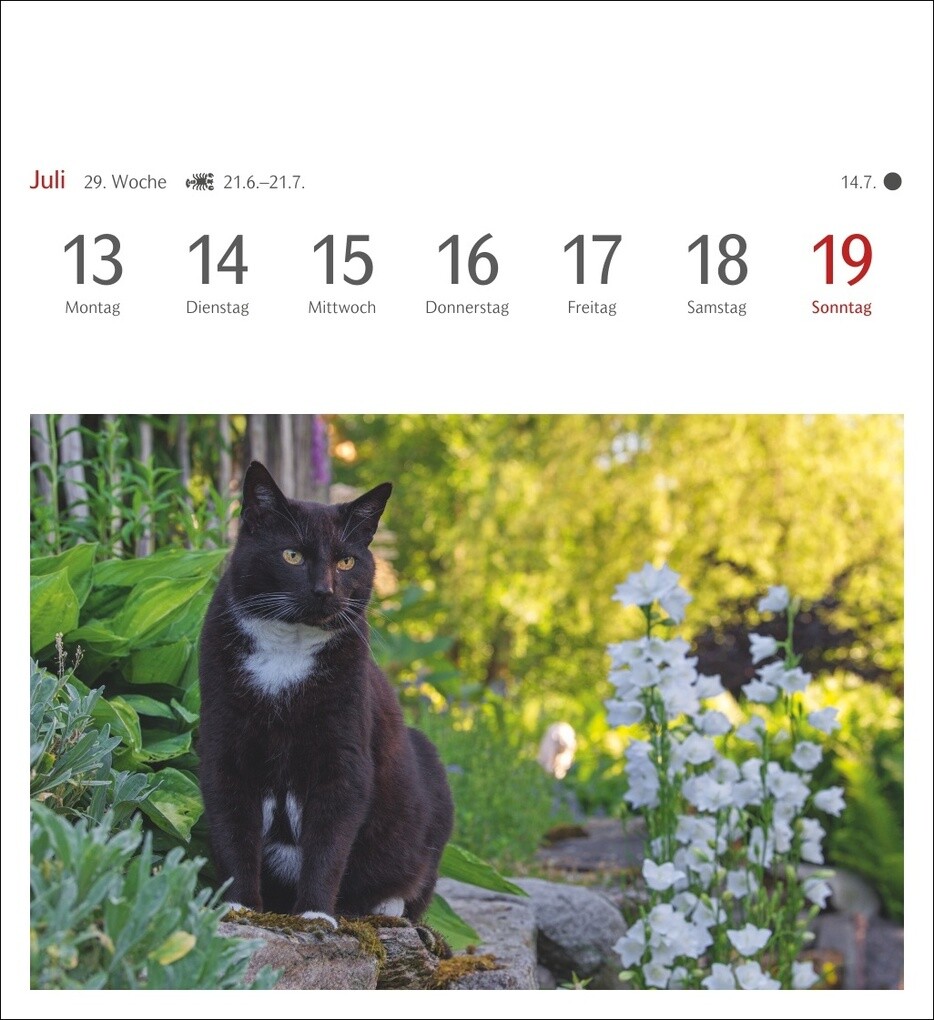 Weitere Ansicht: Katzen Postkartenkalender 2026 - Wochenkalender mit 53 Postkarten