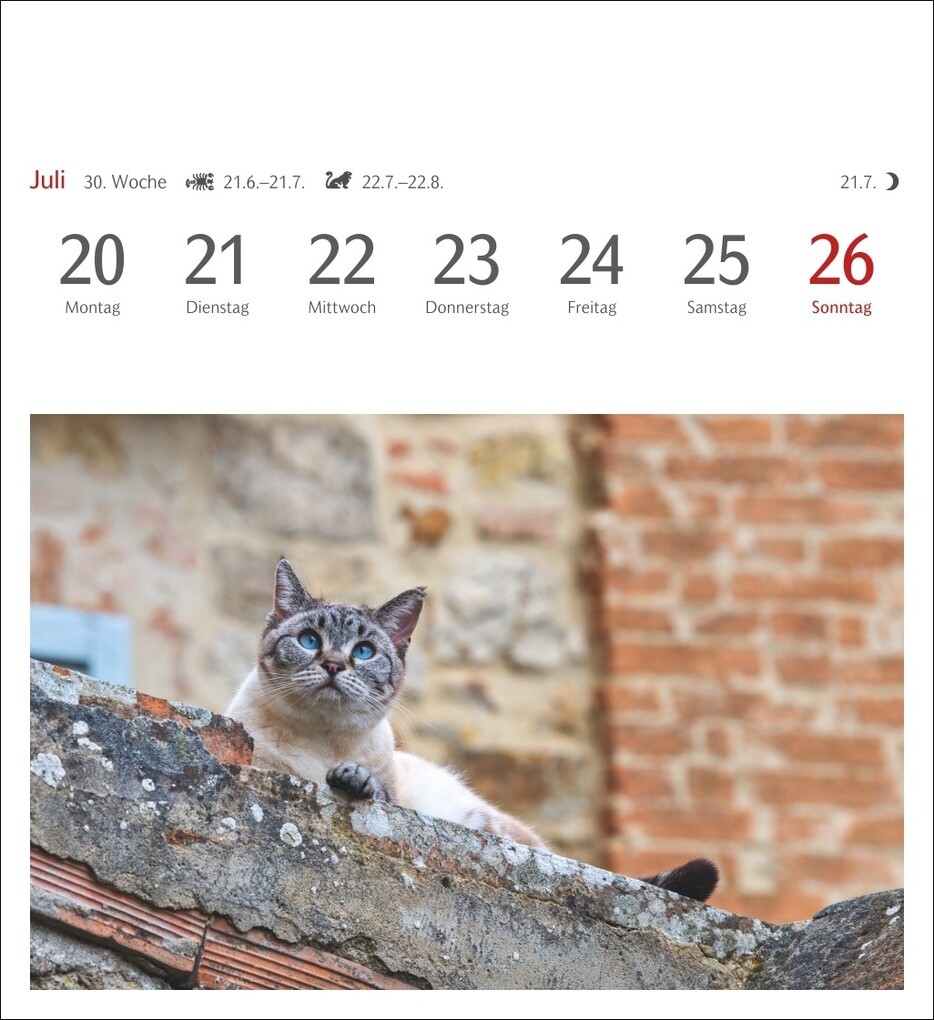Weitere Ansicht: Katzen Postkartenkalender 2026 - Wochenkalender mit 53 Postkarten