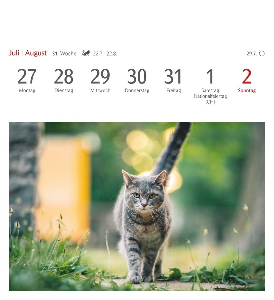 Weitere Ansicht: Katzen Postkartenkalender 2026 - Wochenkalender mit 53 Postkarten